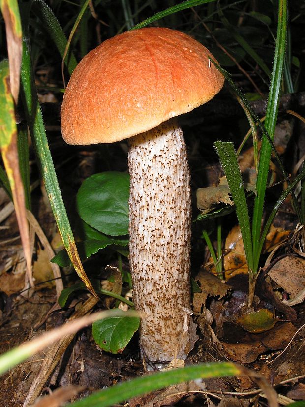 kozák dubový Leccinum aurantiacum (Bull.) Gray