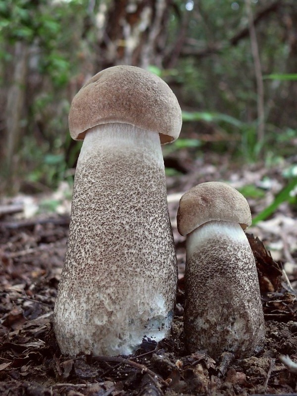 kozák topoľový Leccinum duriusculum (Schulzer ex Kalchbr.) Singer