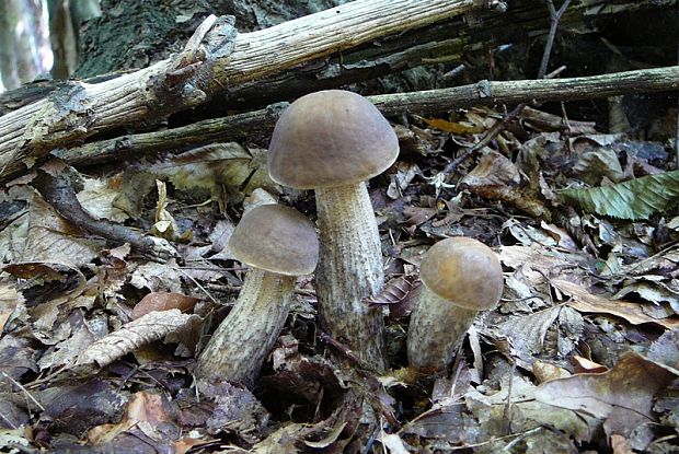 kozák hrabový Leccinum pseudoscabrum (Kallenb.) Šutara