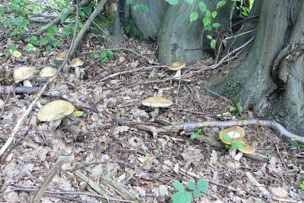 kozák hrabový Leccinum pseudoscabrum (Kallenb.) Šutara