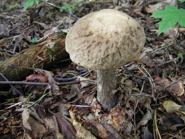 kozák hrabový Leccinum pseudoscabrum (Kallenb.) Šutara