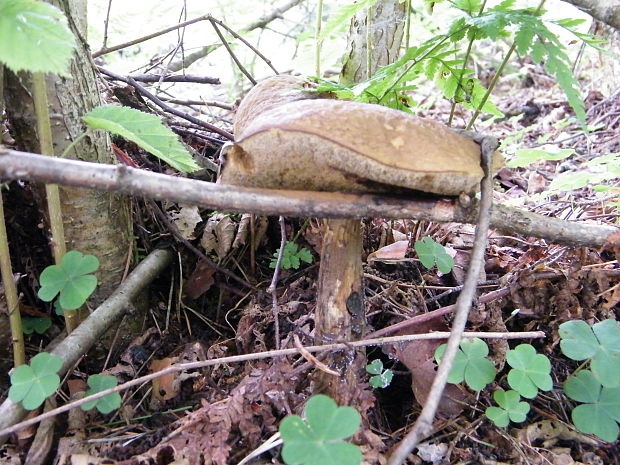 kozák hrabový Leccinum pseudoscabrum (Kallenb.) Šutara