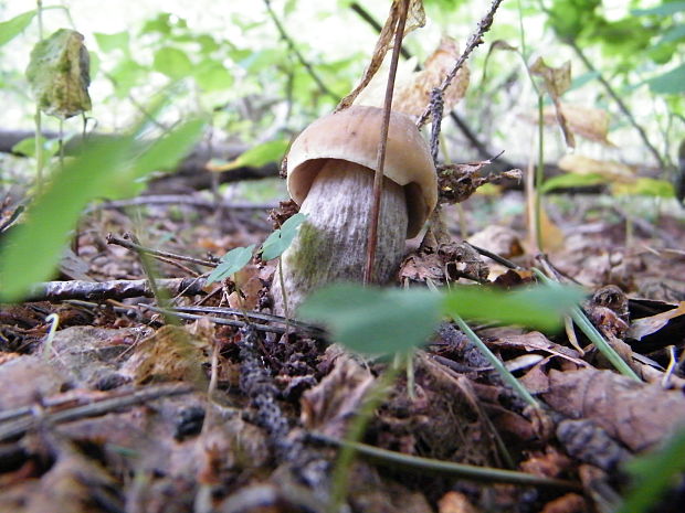 kozák hrabový Leccinum pseudoscabrum (Kallenb.) Šutara