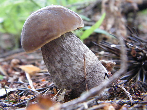 kozák hrabový Leccinum pseudoscabrum (Kallenb.) Šutara