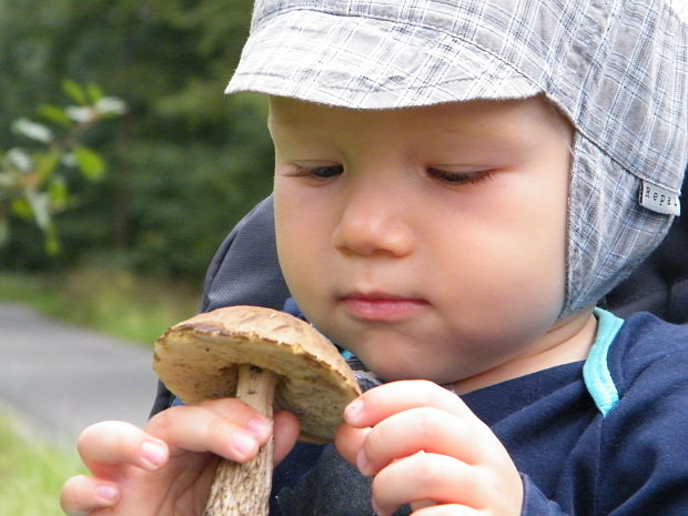 kozák hrabový Leccinum pseudoscabrum (Kallenb.) Šutara (1989)