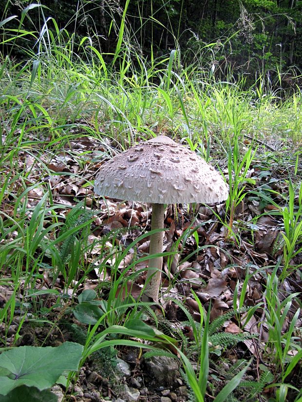 bedľa vysoká Macrolepiota procera (Scop.) Singer