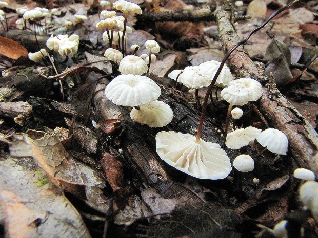 tanečnica golieriková Marasmius rotula (Scop.) Fr.