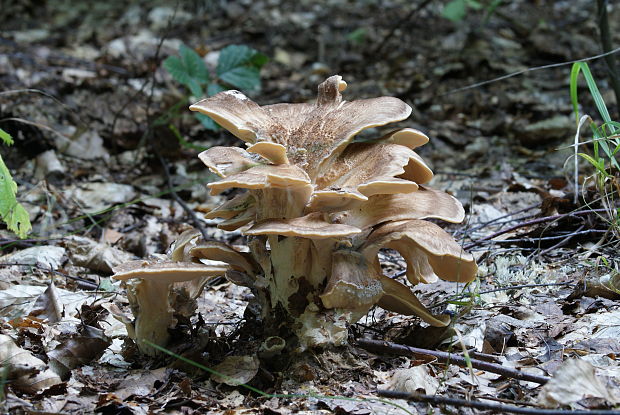 vejárovec obrovský Meripilus giganteus (Pers.) P. Karst.