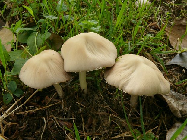 křehutka Candolleova - Drobuľka Candolleova Psathyrella candolleana  (Fr.) Maire