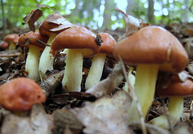 masliak zrnitý Suillus granulatus (L.) Roussel