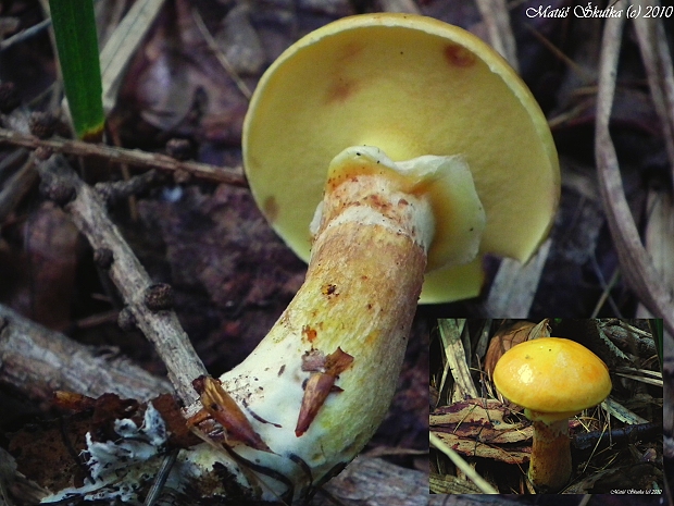 masliak smrekovcový Suillus grevillei (Klotzsch) Singer