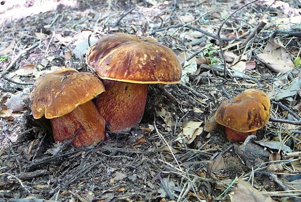 hríb zrnitohlúbikový Sutorius luridiformis (Rostk.) G. Wu & Zhu L. Yang