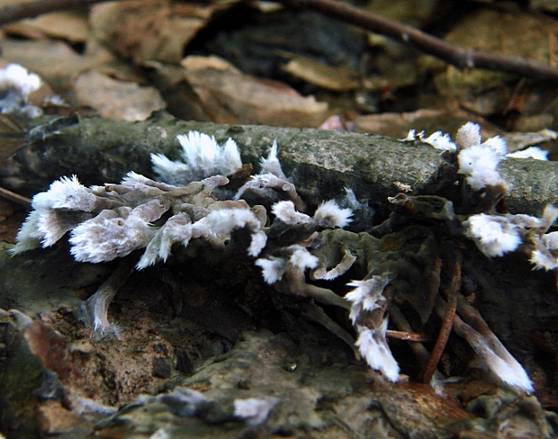 plesňovka smradľavá Thelephora palmata (Scop.) Fr.