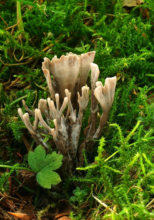 plesňovka smradľavá Thelephora palmata (Scop.) Fr.