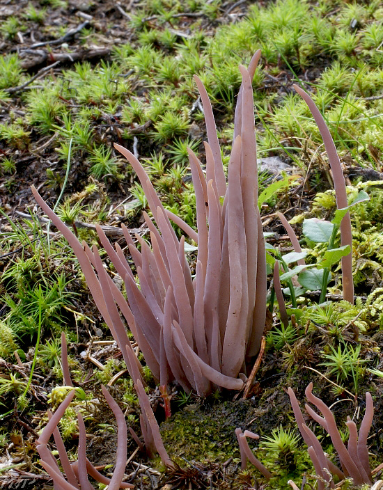 pakyjačik purpurový Alloclavaria purpurea (O.F. Müll.) Dentinger & D.J. McLaughlin