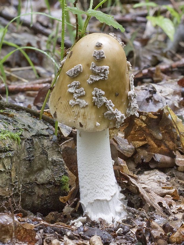 muchotrávka chrastavá Amanita ceciliae (Berk. & Broome) Bas