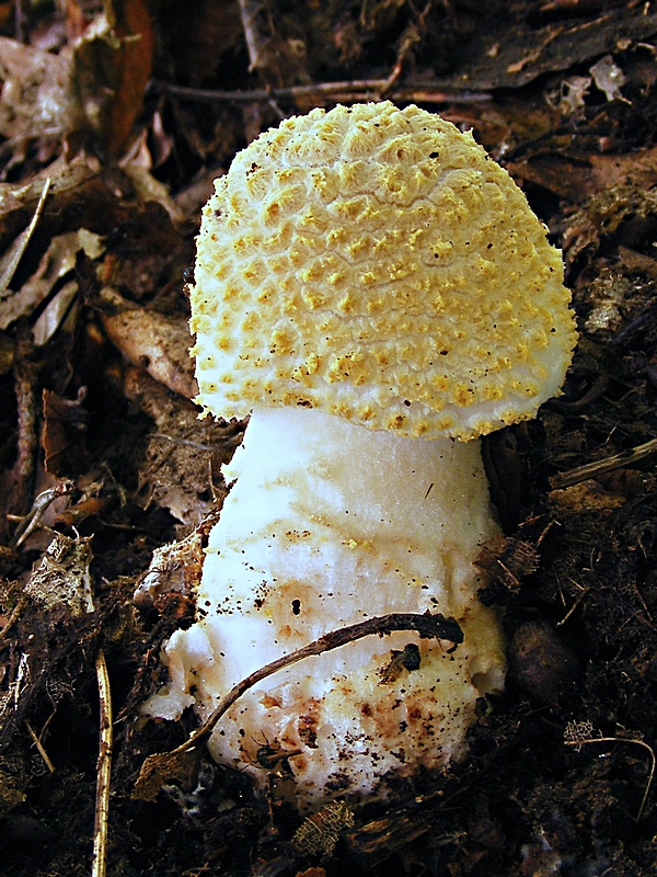 muchotrávka olivovohnedastá Amanita franchetii (Boud.) Fayod