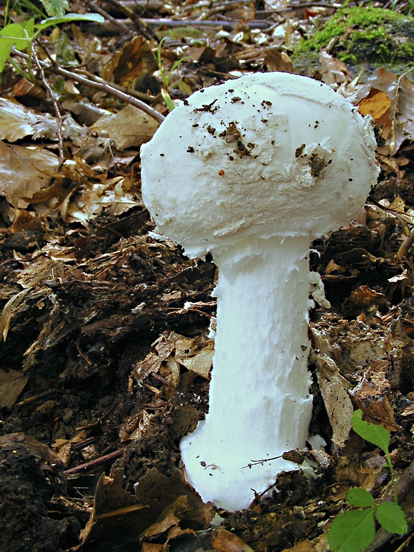 muchotrávka šiškovitá Amanita strobiliformis Gonn. & Rabenh.