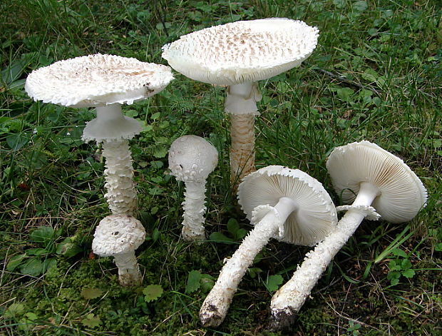 muchotrávka Vittadiniho Amanita vittadinii (Moretti) Vittad.