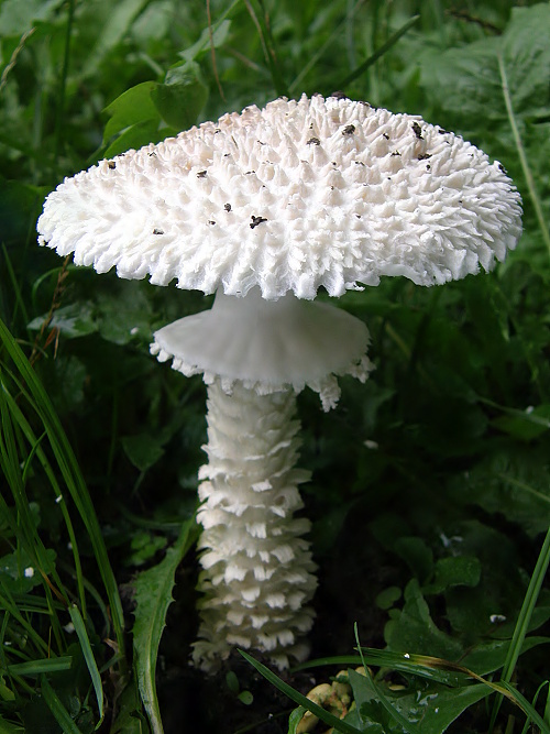 muchotrávka Vittadiniho Amanita vittadinii (Moretti) Vittad.