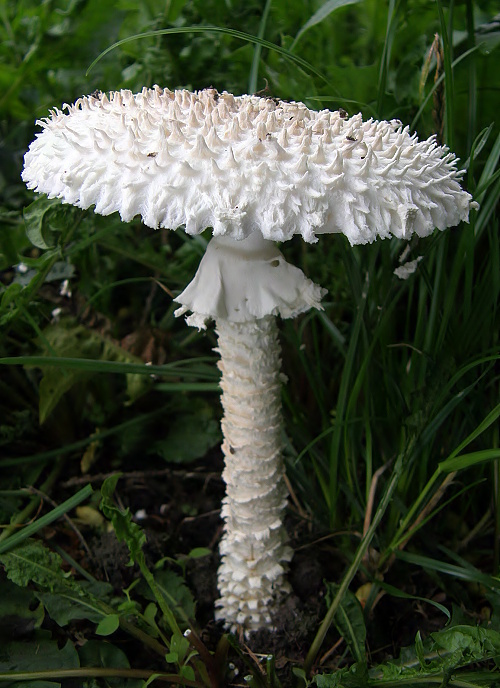 muchotrávka Vittadiniho Amanita vittadinii (Moretti) Vittad.