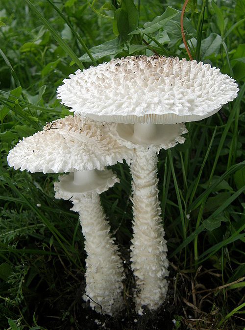 muchotrávka Vittadiniho Amanita vittadinii (Moretti) Vittad.