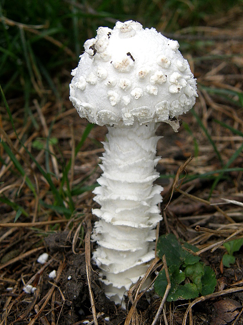 muchotrávka Vittadiniho Amanita vittadinii (Moretti) Vittad.