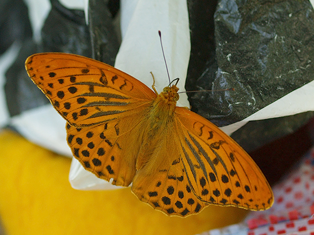 perlovec striebristopásavý Argynnis paphia