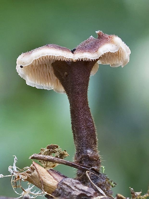 lopatovka obyčajná Auriscalpium vulgare Gray