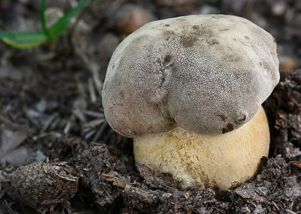 hríb bronzový Boletus aereus Bull. ex Fr.