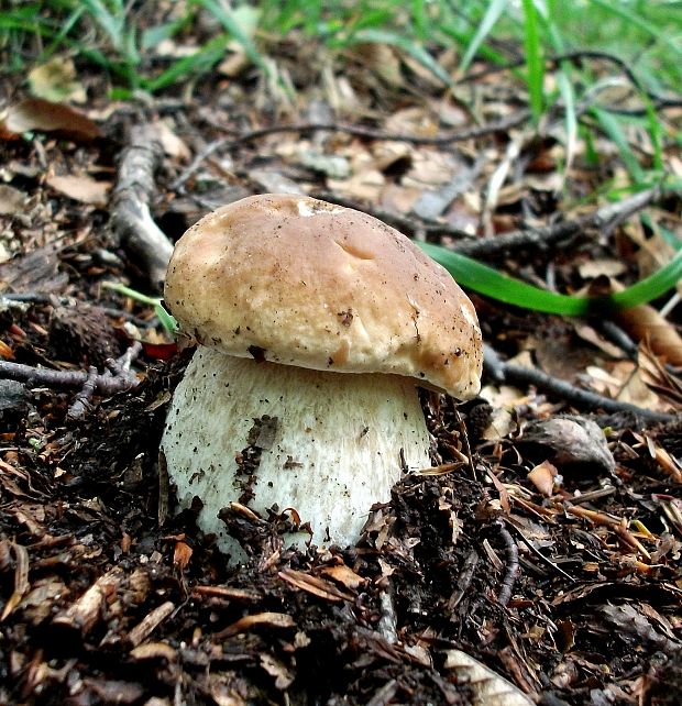 hríb smrekový Boletus edulis Bull.