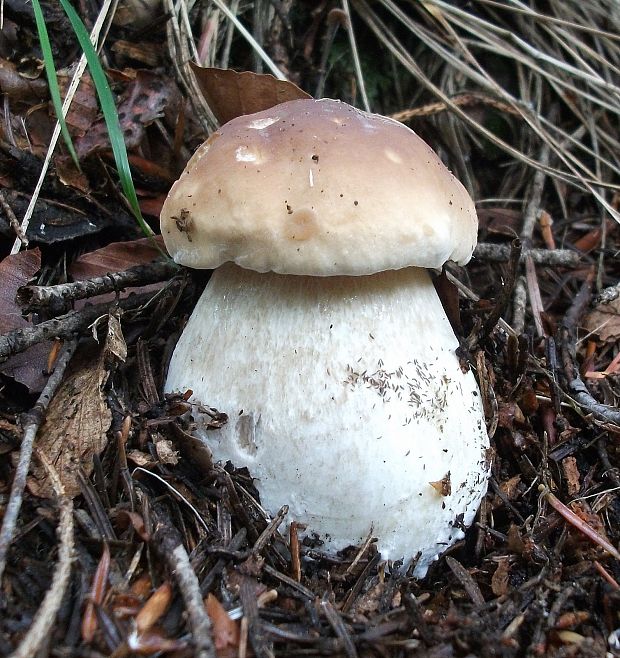 hríb smrekový Boletus edulis Bull.