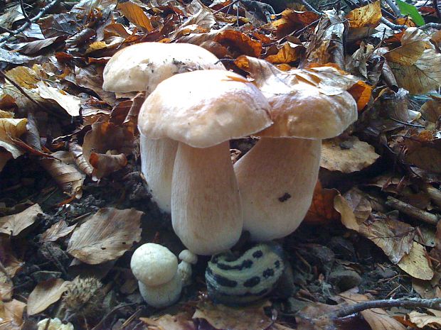 hríb smrekový a slimak Boletus edulis Bull.