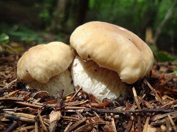 hríb smrekový Boletus edulis Bull.