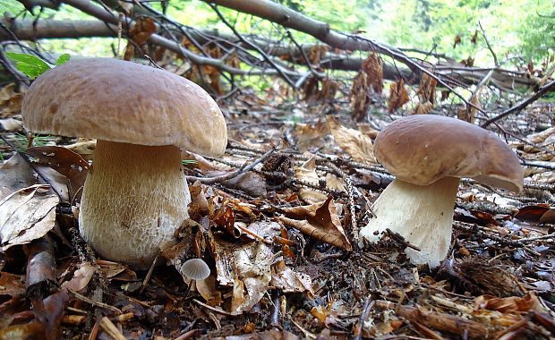 hríb smrekový Boletus edulis Bull.