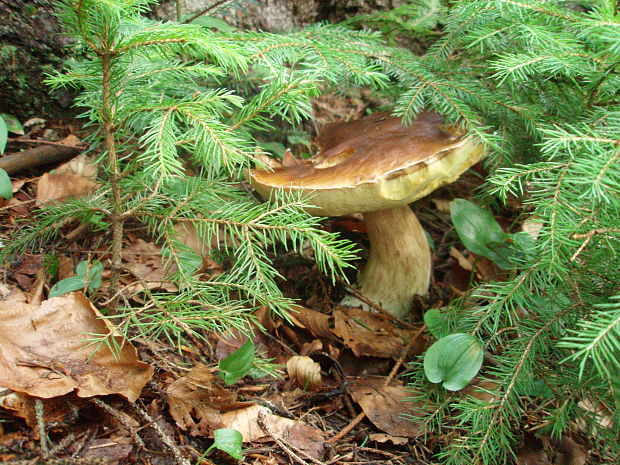 hríb smrekový Boletus edulis Bull.