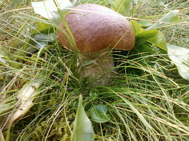 hríb smrekový Boletus edulis Bull.