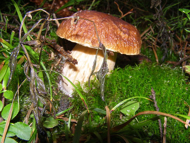 hríb smrekový Boletus edulis Bull.