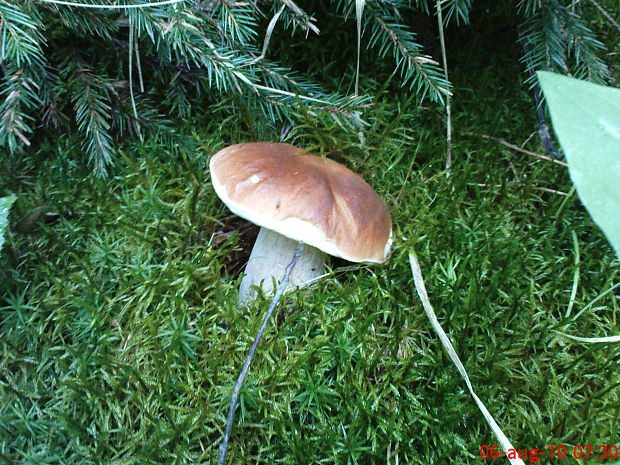 hríb smrekový Boletus edulis Bull.