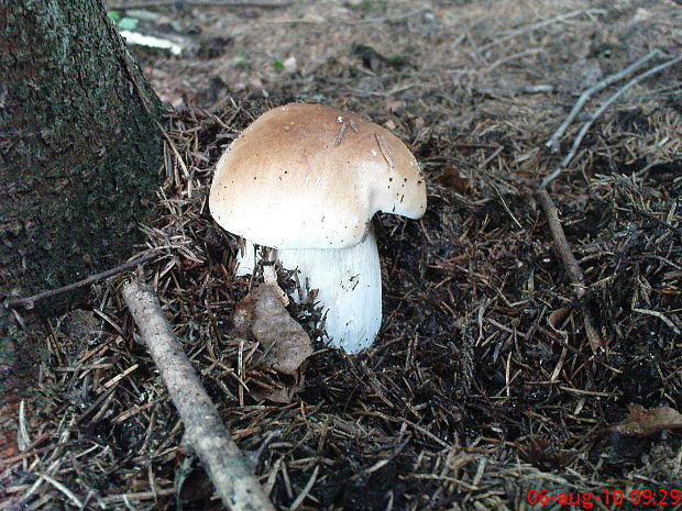 hríb smrekový Boletus edulis Bull.