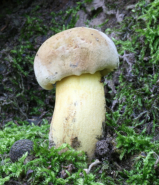 hríb zrnitohlúbikový var. žlutý Boletus luridiformis var. junquilleus (Quél.) Krieglst.