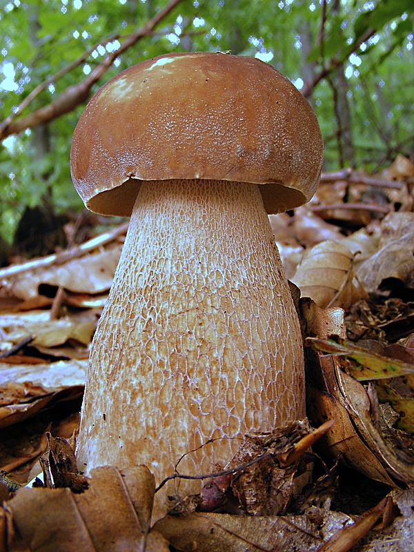 hríb dubový Boletus reticulatus Schaeff.