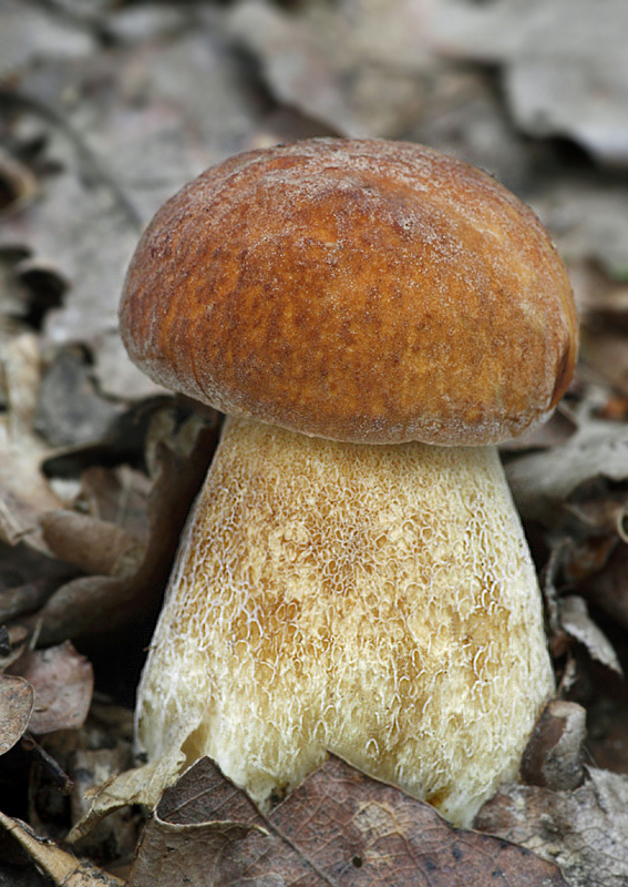 hríb dubový Boletus reticulatus Schaeff.