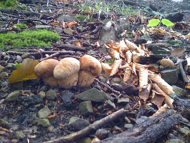 hríb dubový Boletus reticulatus Schaeff.