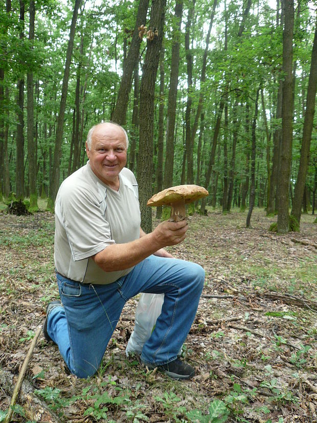 hríb dubový Boletus reticulatus Schaeff.