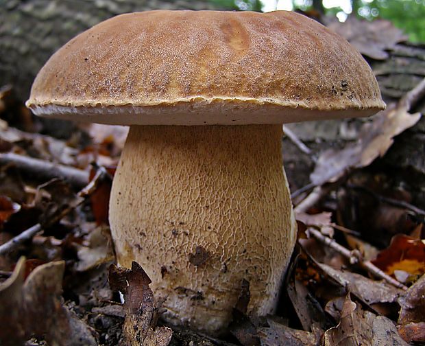 hríb dubový Boletus reticulatus Schaeff.