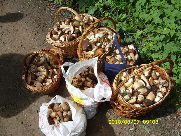 hríb dubový Boletus reticulatus Schaeff.