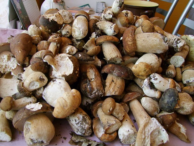 hríb dubový Boletus reticulatus Schaeff.