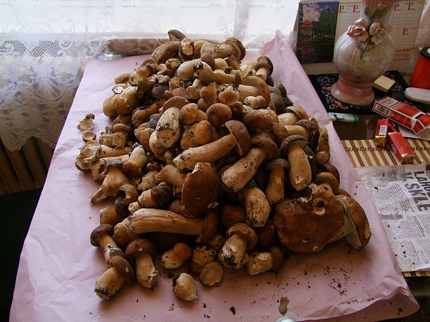 hríb dubový Boletus reticulatus Schaeff.