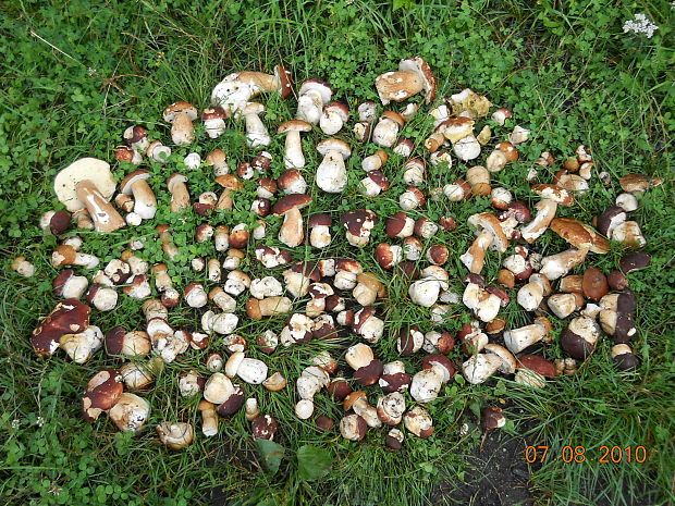 hríb  Boletus sp.